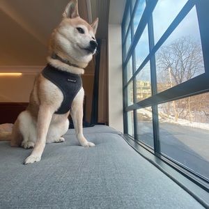 Meet your Posher, Doug